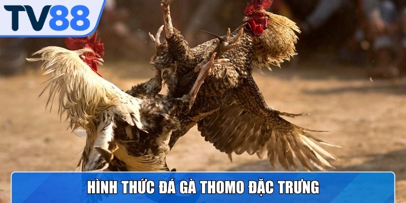 Hình thức đá gà Thomo đặc trưng là tốc độ nhanh, diễn biến bất ngờ